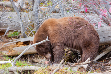 Close up shot of a Bear hunting fish in Lake Tahoe