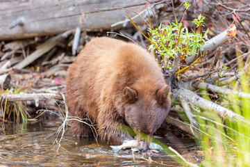 Close up shot of a Bear hunting fish in Lake Tahoe