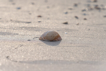 Shell in the beach sand ar sunet