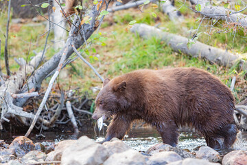 Close up shot of a Bear hunting fish in Lake Tahoe