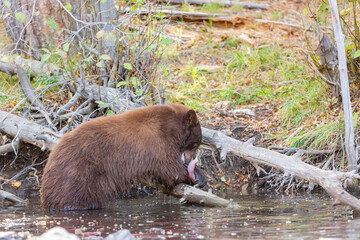 Close up shot of a Bear hunting fish in Lake Tahoe