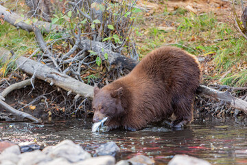Close up shot of a Bear hunting fish in Lake Tahoe