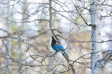 Close up shot of Blue Jay resting on a branch at Lake Tahoe