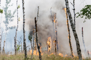 Waldbrand in Brandenburg