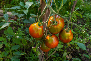 delicious and red tomatoes natural