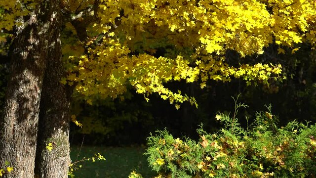 Dry leaves fall from a yellow autumn tree. sunny day, 4k