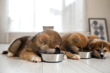 Adorable Akita Inu puppies eating from feeding bowls indoors