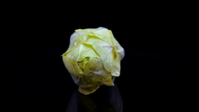 Chicory salad rotating on a black background in 4K. Close up of fresh Belgian endive, studio footage.
