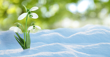 Beautiful snowdrops growing through snow outdoors on sunny day, space for text . First spring...