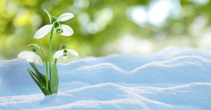 Beautiful snowdrops growing through snow outdoors on sunny day, space for text . First spring flowers
