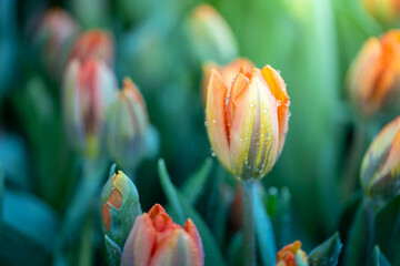 Beautiful bouquet of tulips. colorful tulips. nature background