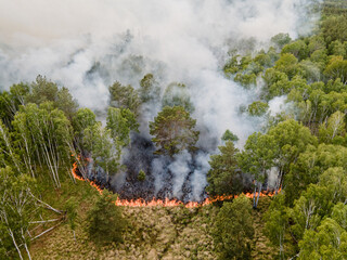 Waldbrand in Brandenburg