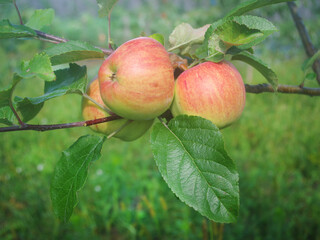 Ripe juicy apples