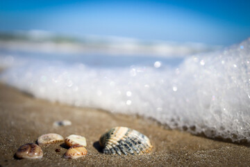 shell on the beach