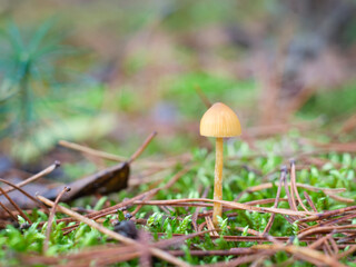 Hallucinogenic mushroom