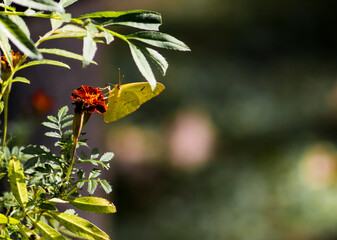colias hyale 1