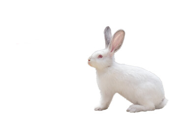 Cute white fluffy Bunny on white background. Bunny on isolated background with copy space for text. Banner, happy easter greeting card.