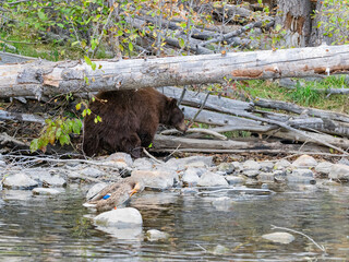 Close up shot of a Bear hunting fish in Lake Tahoe