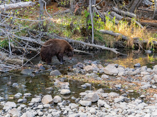 Close up shot of a Bear hunting fish in Lake Tahoe