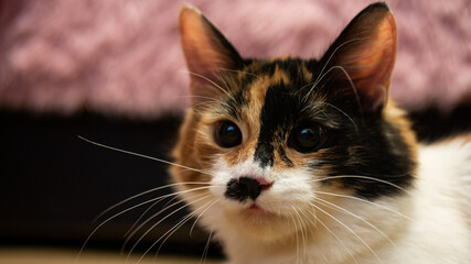 Multi-colored cat with a black spot on the muzzle, portrait of a cat on a colored blurred background