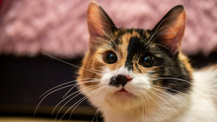 Multi-colored cat with a black spot on the muzzle, portrait of a cat on a colored blurred background