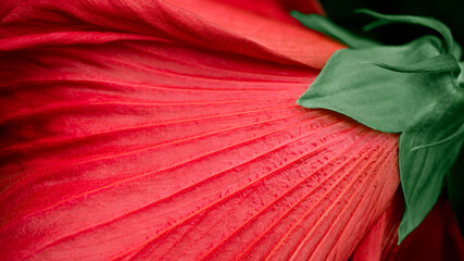 A striped red lily's petal in green leaves was shot in macro style. Rich photo-banner of a tropical flower for your design. There is a space for a text.