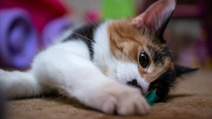 Multi-colored cat with a black spot on the muzzle, portrait of a cat on a colored blurred background