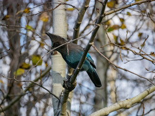 Close up shot of Blue Jay resting on a branch at Lake Tahoe