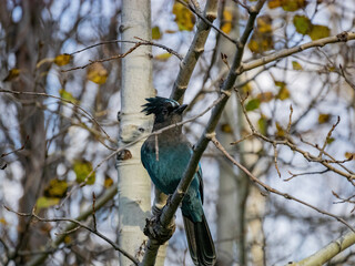 Close up shot of Blue Jay resting on a branch at Lake Tahoe