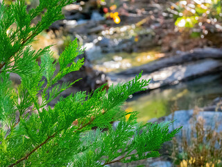 Sunny view of the Horsetail Fall Trail at Lake Tahoe