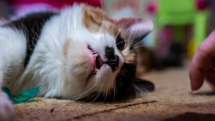 Multi-colored cat with a black spot on the muzzle, portrait of a cat on a colored blurred background