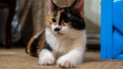 Multi-colored cat with a black spot on the muzzle, portrait of a cat on a colored blurred background