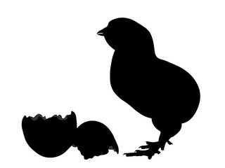 Young and newly hatched chicken chick from the easter egg, easter chick. Real silhouette.