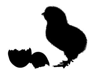 Young and newly hatched chicken chick from the easter egg, easter chick. Real silhouette.