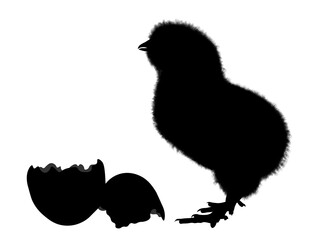 Young and newly hatched chicken chick from the easter egg, easter chick. Real silhouette.
