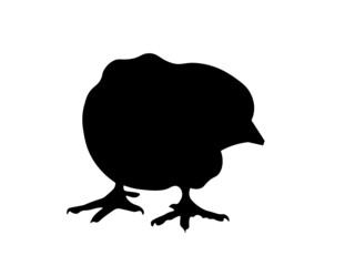 Young and newly hatched chicken chick from the easter egg, easter chick. Real silhouette.