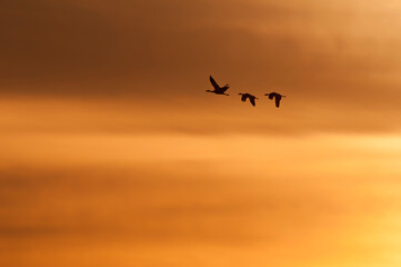 Fototapeta na wymiar Sandhill cranes migrating north for the summer; near Kearney, Nebraska