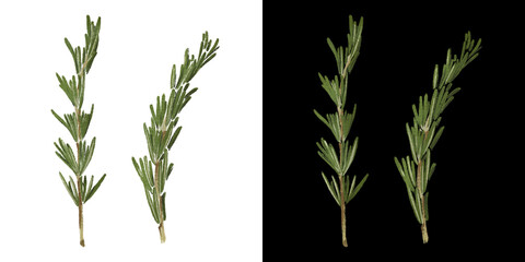 Naklejka premium Rosemary raw green twig isolated hand drawn illustration. Watercolor art of organic vegetarian food isolated on white and black background