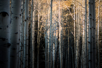 Aspen Trees in the Morning in the Mountains