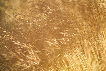 golden wheat field