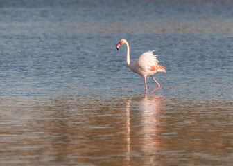 flamingo in the water