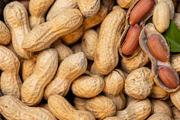 a lot of peanuts almost all closed and a few open and green leaf