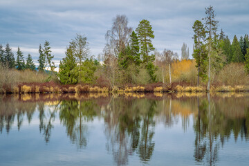 Fototapeta na wymiar 2021-01-27 LARSEN LAKE IN BELLEVUE WASHINGTON WITH EVERGREENS ON HTE SHORE AND A REFLECTION IN THE LAKE