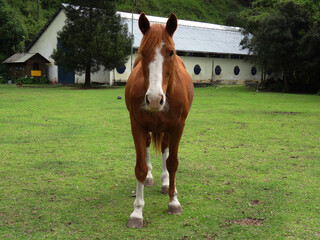 Beautiful horse coffee in a farm