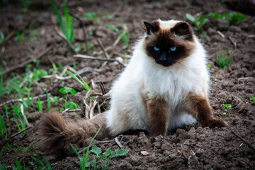 woman carrying a beautiful himalayan siamese cat 