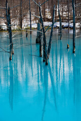 残雪が残る春の青い池　美瑛町
