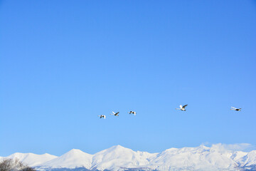 青空を飛ぶハクチョウと雪山の山頂　十勝岳連峰
