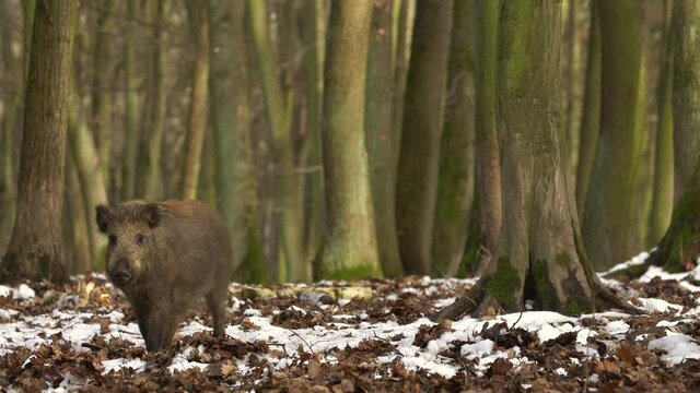 Wild boar sus scrofa group fearfully staring in dark forest. Group of Wild boar on background natural environment of deep woods. Wildlife footage.