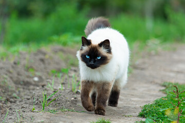 himalayan siamese cat with blue eyes walking gracefully