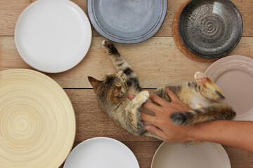 Cute and clingy cat pet disturb the dining table full of plates.